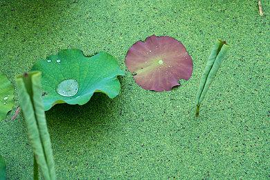 Epic喜加一：《心跳文学部Plus》、《失落城堡》免费领